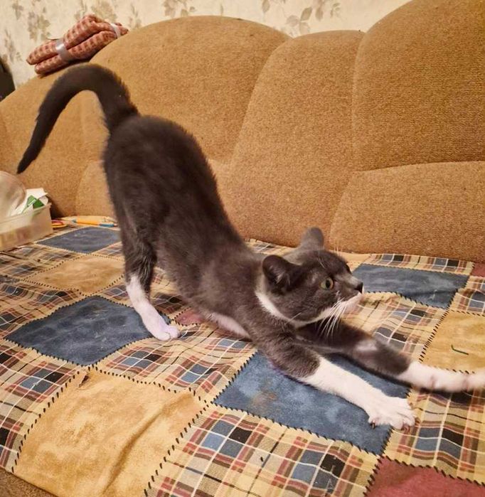 Котенок - девочка, кошка 5 месяцев, пепельно-белая