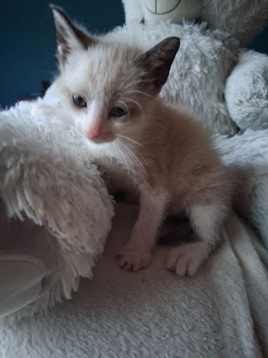 Gatos bebes para adocao responsável