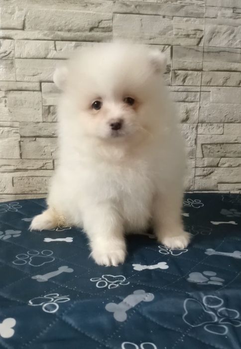 Пухнастий друг для вашої родини