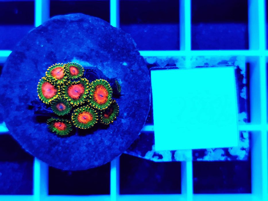 Zoanthus Awesome Blossom WYSYŁKA cena za szczepkę, morskie, koralowce