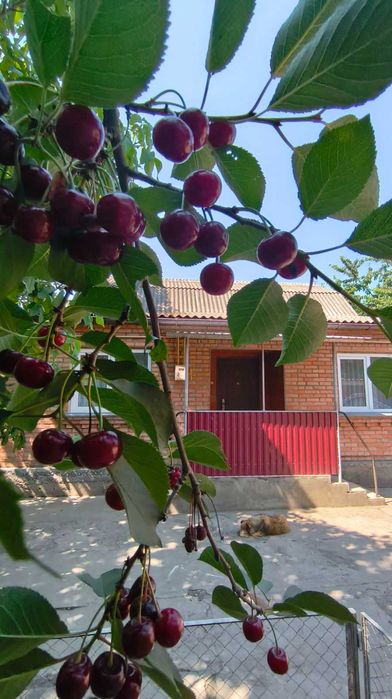 Продам будинок в селі Степанівка 9448