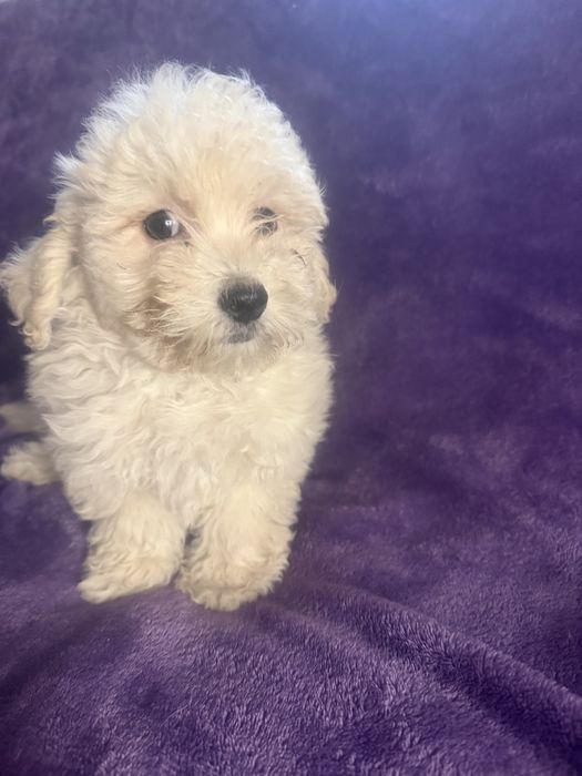 Caniche menino creme