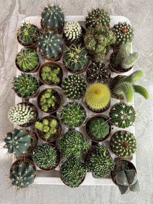 Сукуленти Суккулент. Succulents Кактус . Крассула. Венерина мухоловка