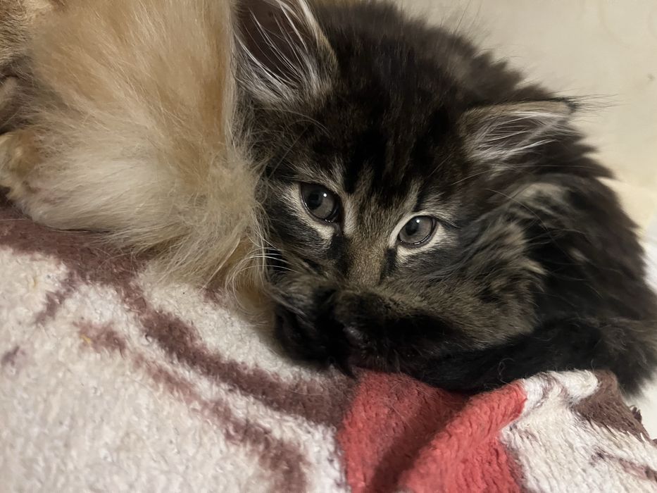 Пухнастий друг у пошуках нового дому