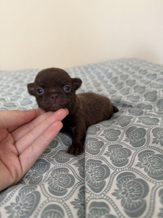 chihuahua krótkowłosa chłopiec xxs do rezerwacji