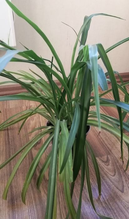 2. Хлорофітум 3 куща вазон хлорофитум темний смугастий