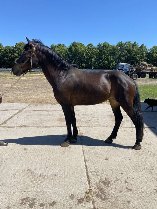 Продам лошадь