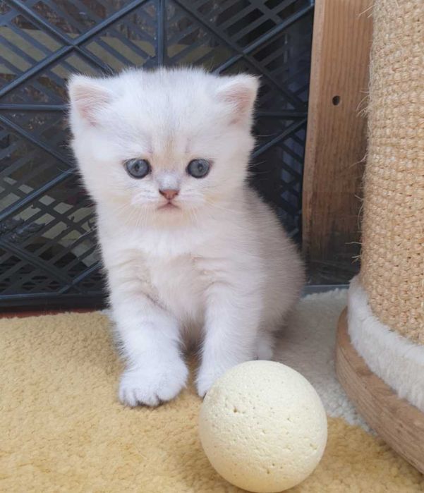 Gatinha British Shorthair
