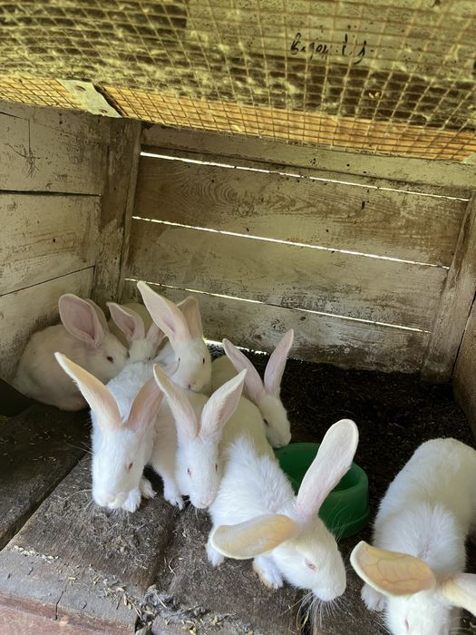 Кролі породи білий велетень