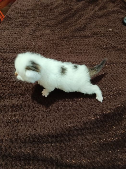 Віддам кошеня безкоштовно