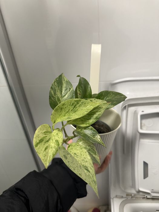 Epipremnum Marble Queen
