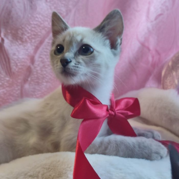 Кошенята в добрі руки