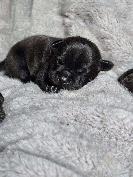 Staffordshire bull terrier,  Staffik