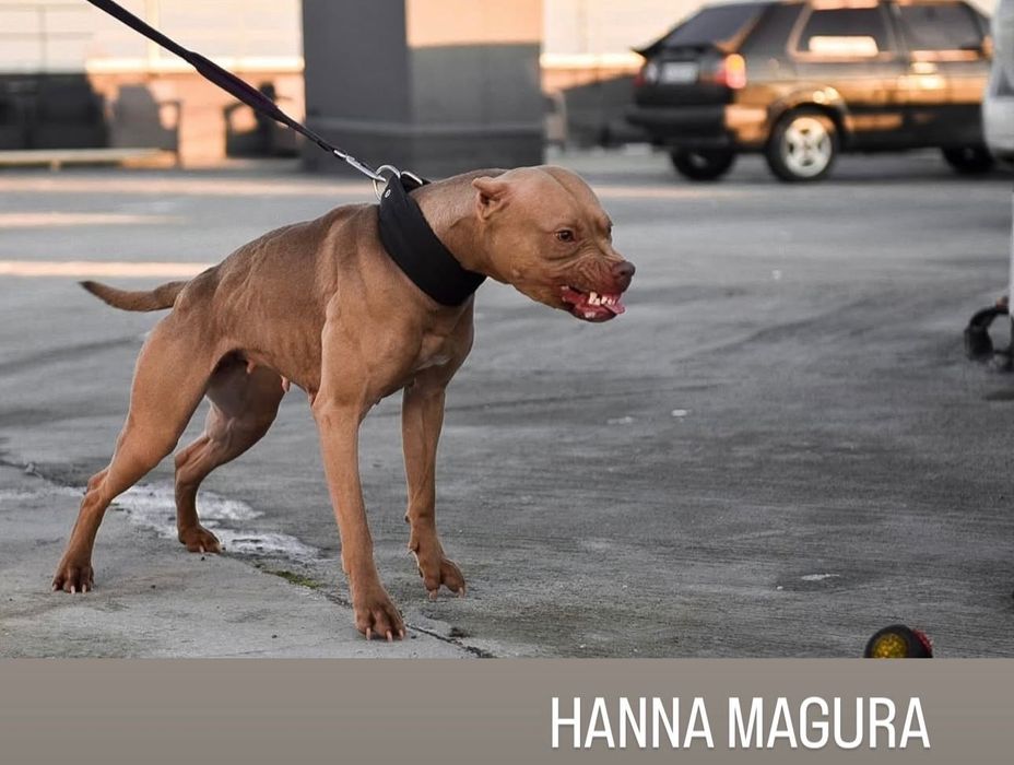 Цуценята американського пітбультер'єра ,АПБТ , Питбуль