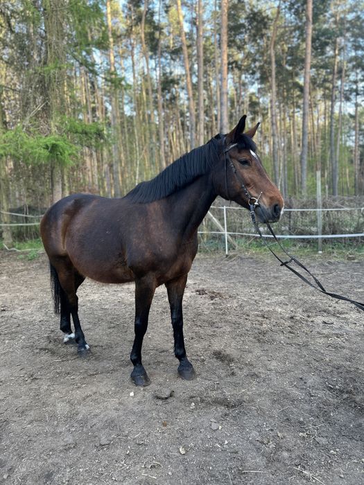 Sprzedam klacz Sp