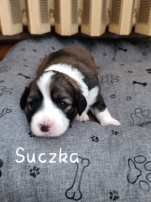 Oddam szczeniaczki