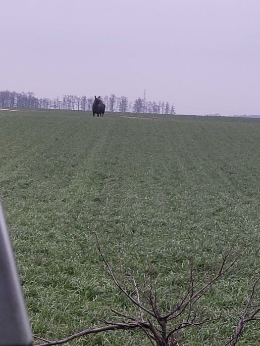 Łąki do wykoszenia