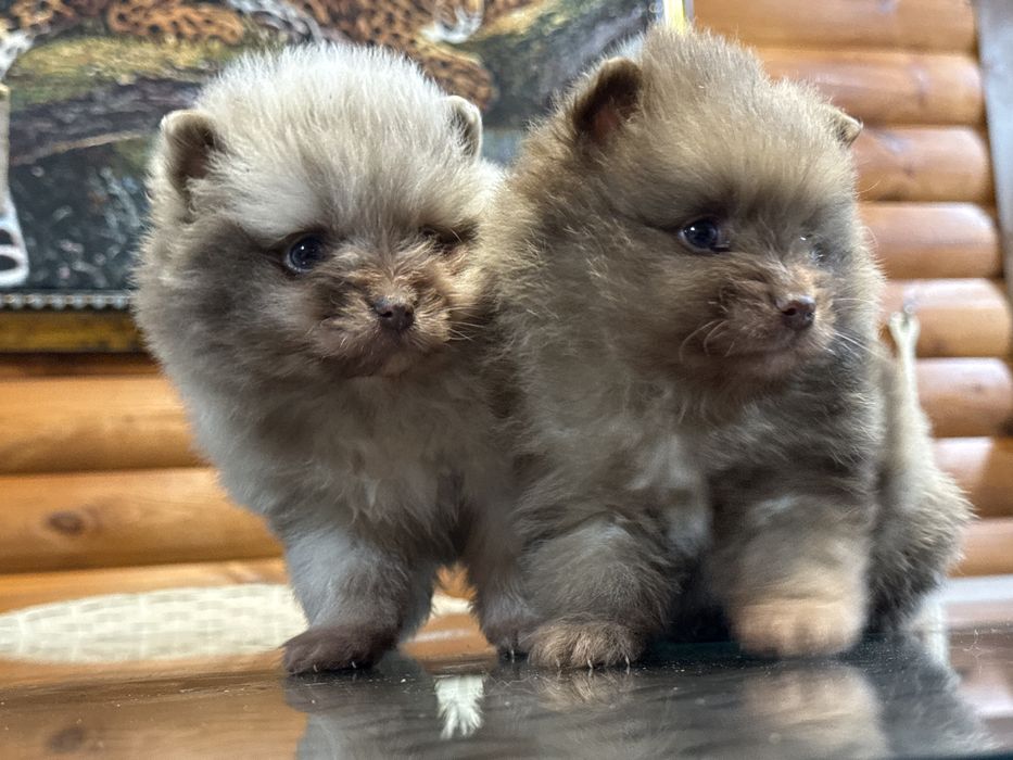 Редкий окрас мерле померанский шпиц