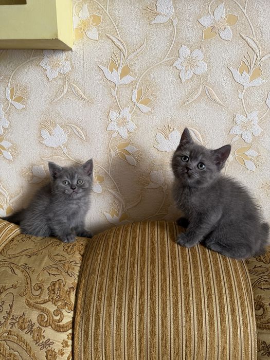 Шотландські прямовухі кошенята шукають люблячу сімʼю)