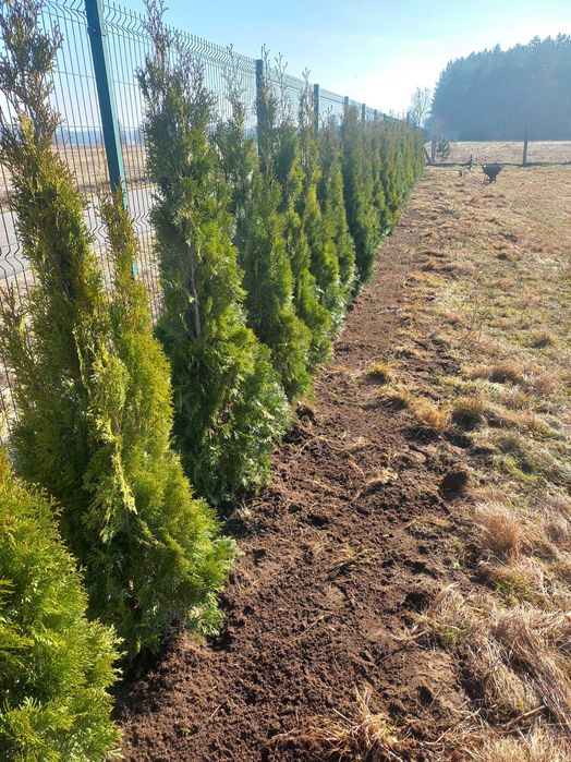 Zakladanie ogrodów   Ogrodnik pielegnacja ogrodów  automatyczn