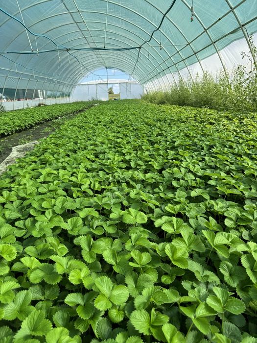 Касетні саджанці полуниці розсада полуниці кассетная рассада клубніка