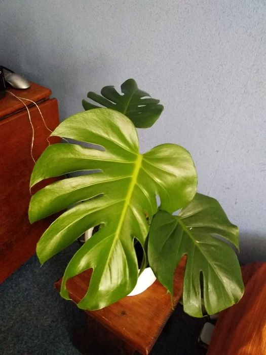 продам вазон монстера