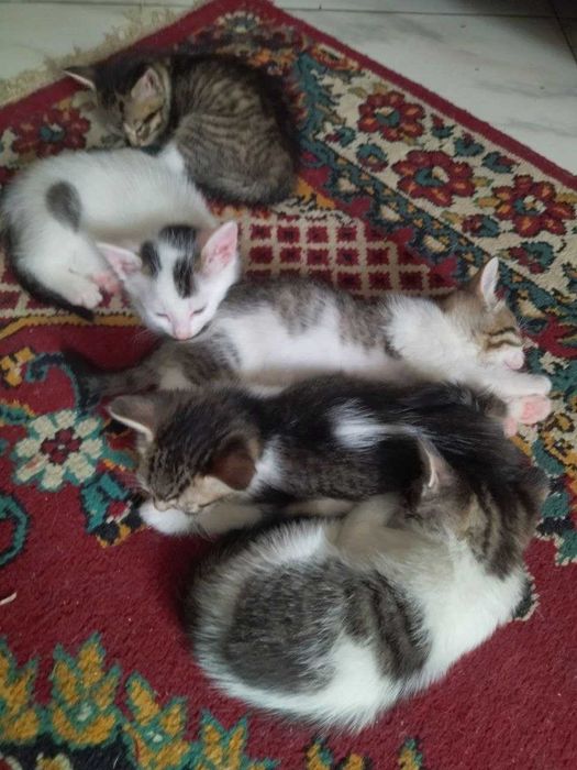 Кошенята 3 хлопчика та 2 дівчинки