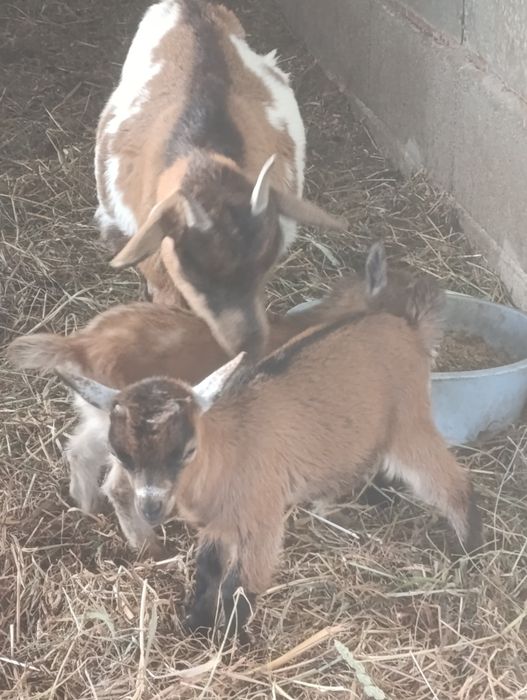 Vendo cabrita  anãs  com um casal