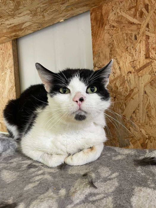 Mścisław Pierwszy-Kotek szuka domu *