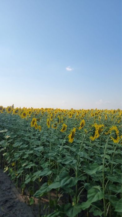 Мед опт та роздріп акація майскій липа соняшник перга