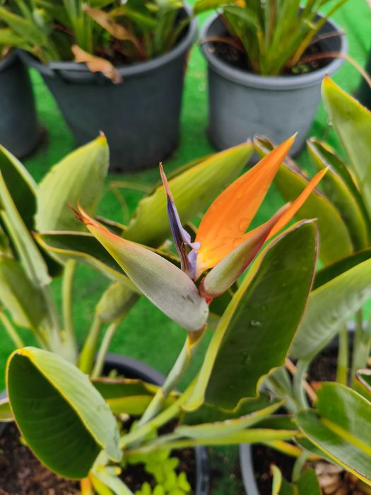 Estrelícia Reginae - planta em vaso