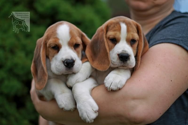 Beagle sunia gotowa do odbioru