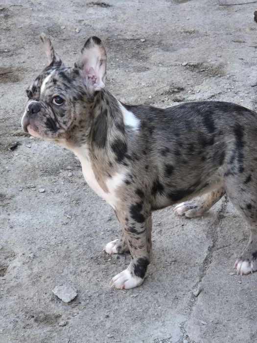 Білі носочки французька булочка