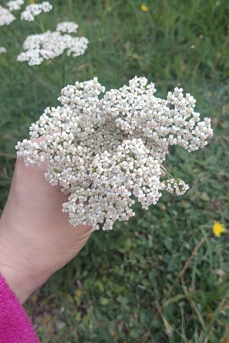 Krwawnik kwiaty suszone ekologiczne endometrioza 20 g.