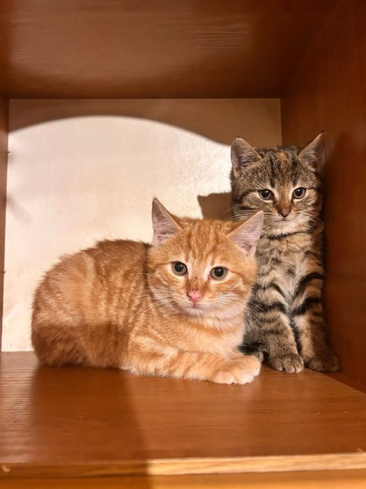 Kociaki w dwupaku zaczynaja rozglądac sie za nowym domem !