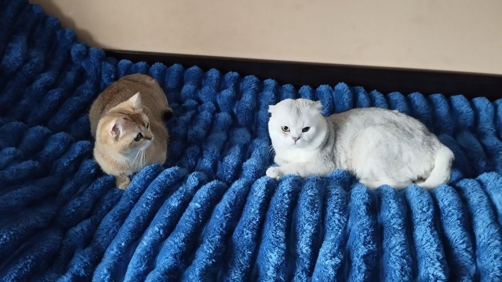 В'язка шотландець, срібна шиншила