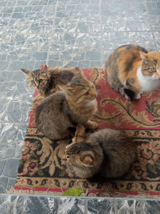 Віддам котиків в добрі руки