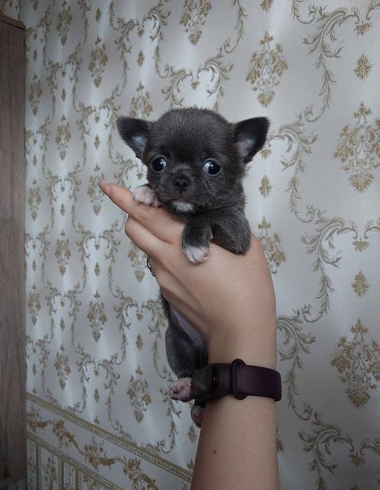 Мінічок хлопчик чихуахуа