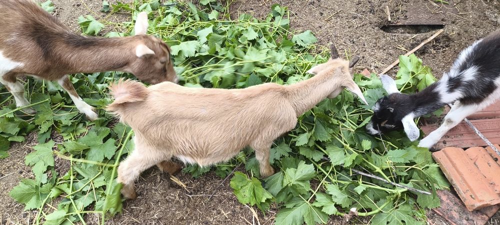 Cabrito de 4 meses e de 2e meio