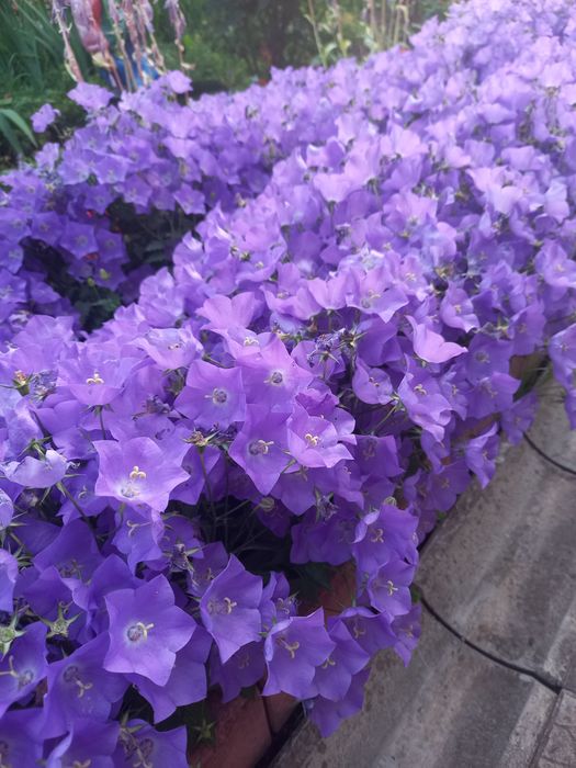 Дзвоник карпатський, багаторічна рослина.