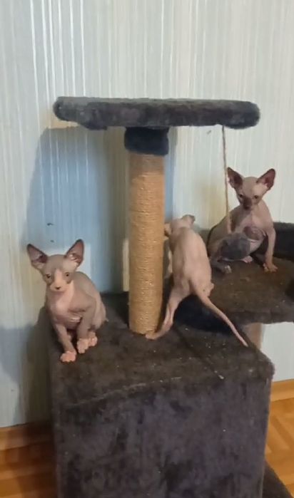 Кошенята канадськрго сфінкса