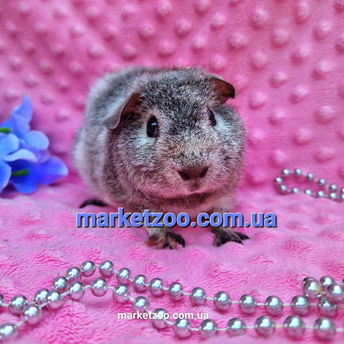 Морская свинка,морские свинки,морська свинка теддi,морськi серебро