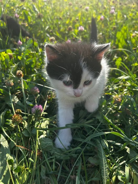 Кошенята, котики