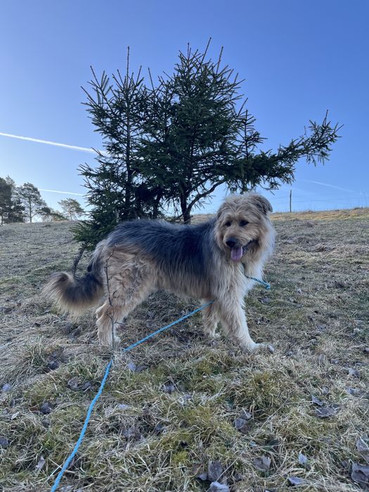 Duży młody pies w typie Briarda lub Wilczarza
