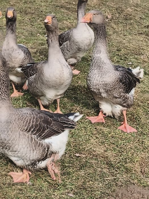 Jaja lęgowe od gęsi landes.