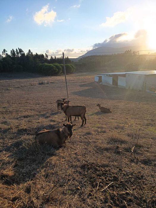 cabras alpinas pardas francesas puras