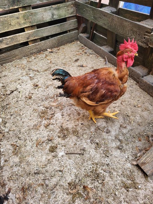 Galos caseiros cabidela