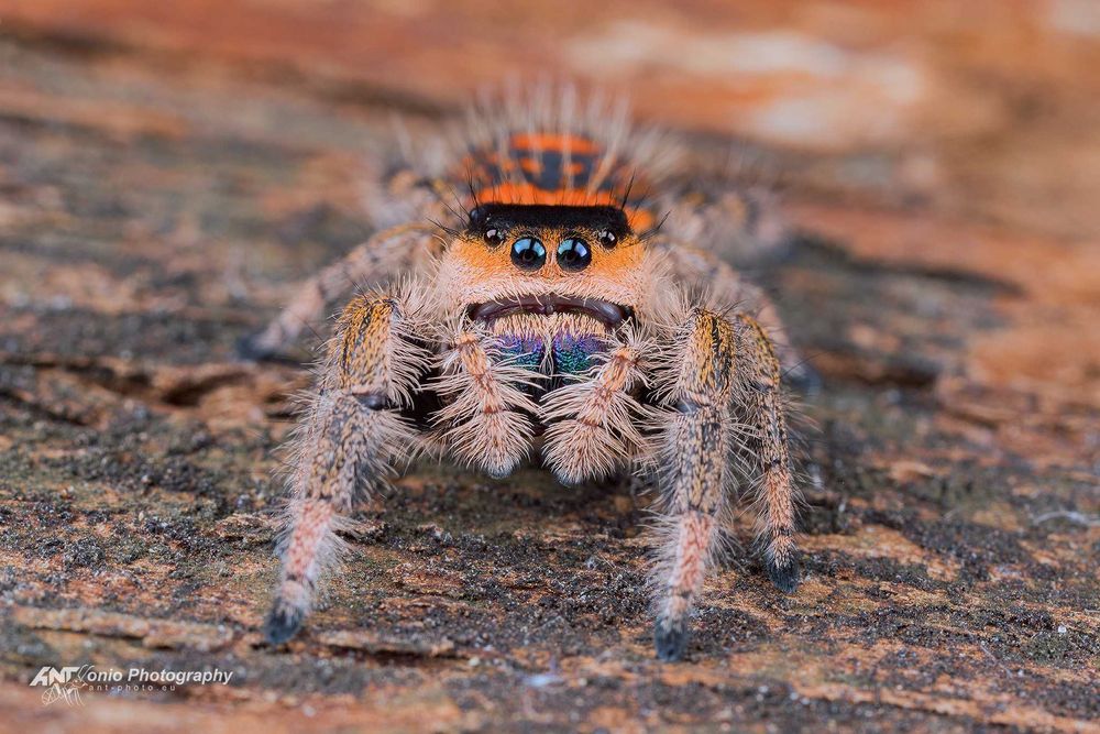 Pająki skakuny Phidippus regius "Pomona Park" L2/3