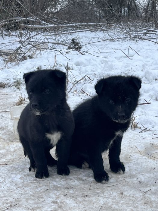 Цуценята-герої в добрі руки