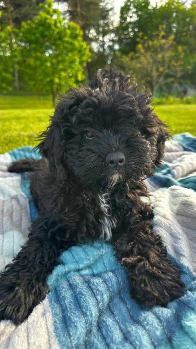 Szczeniak Cavapoo F1B (Cavalier, Cavapoo, Pudel)